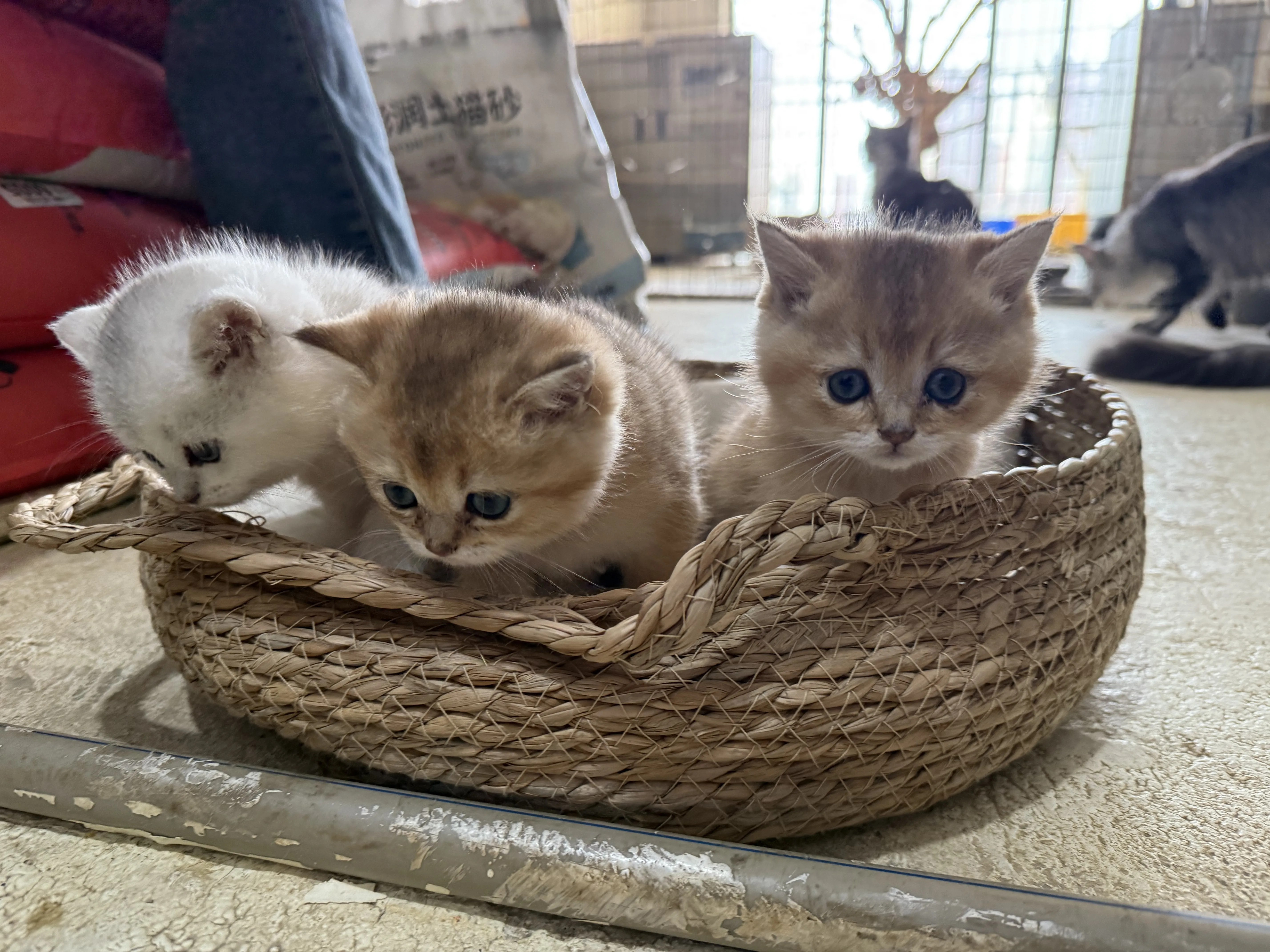 金渐层 银渐层 活泼可爱大包子脸 长期售后、终身饲养指导